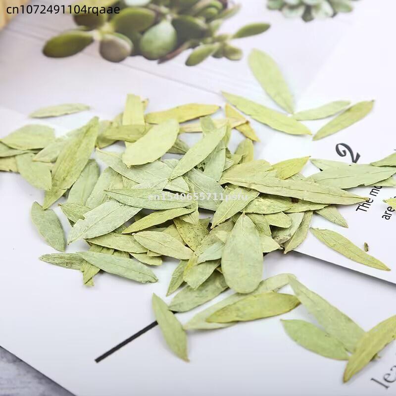 Hojas y Polvo de Senna Orgánic - Dried Herbs reseña y precio